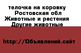 телочка на коровку - Ростовская обл. Животные и растения » Другие животные   